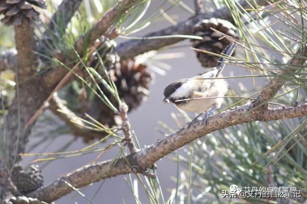 北京妙峰山觀鳥記-解鎖灰伯勞、褐頭山雀和領巖鷚