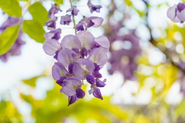 6種花草植物上牆就揭瓦，你家要有，栽種時記得遠離牆壁