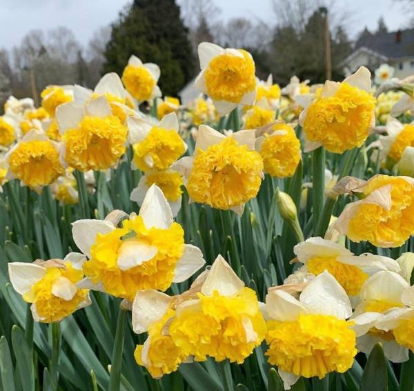 有院子一定要養“8種花”，色彩斑斕，四季有花，漂亮搶眼如花園