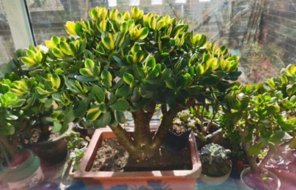 “窮養”5種花，用小花盆栽種，多曬少管更利於生長，又美又值錢