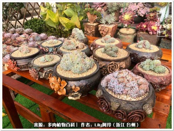 多肉是一個人的狂歡，小城多肉花壇準備出道啦
