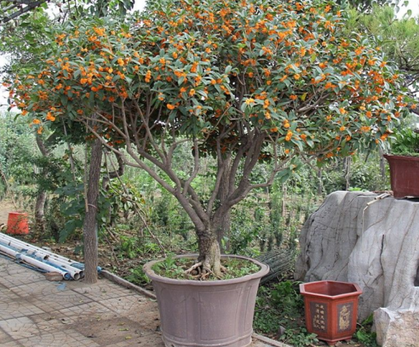 養桂花,室內盆栽12月牢記4點,花開滿枝,滿屋飄香 養桂花,室內盆栽12月牢記4點,花開滿枝,滿屋飄香