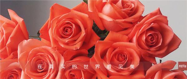 影星玫瑰 · 花堅強