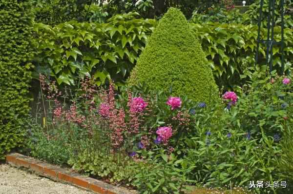 現代詩·半邊蓮(致三毛) 現代詩·半邊蓮(致三毛)