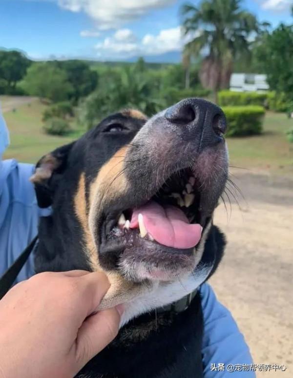 流浪狗自己選主人,最後還嫌棄主人了!主人:“我也太難了吧!” 流浪狗自己選主人,最後還嫌棄主人了!主人:“我也太難了吧!”