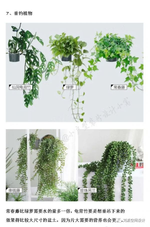 沒有這些綠植，怎麼能叫北歐風？