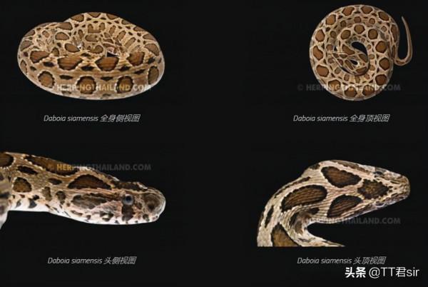 泰國圓斑蝰有多毒?被咬傷者:寧願被眼鏡蛇咬也不願意被它咬傷 泰國圓斑蝰有多毒?被咬傷者:寧願被眼鏡蛇咬也不願意被它咬傷