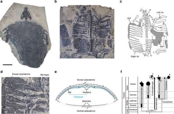 烏龜是科學家們的“噩夢”?堪稱進化論的終極BUG 烏龜是科學家們的“噩夢”?堪稱進化論的終極BUG