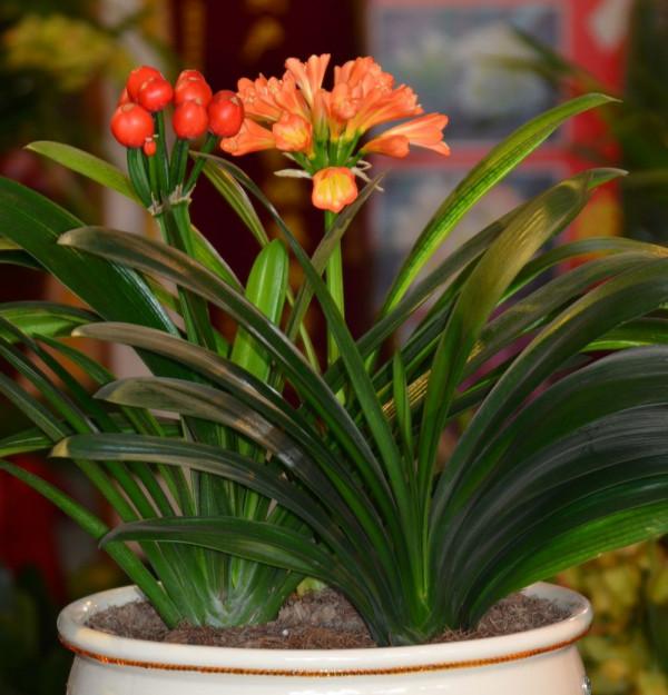 這些花就算長再大也只適合用“小盆”栽，大盆栽種易黑腐、爛根