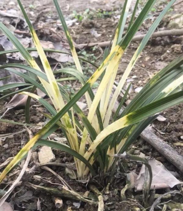 蘭花的穩藝和促藝