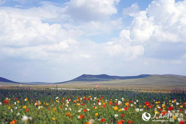 “天邊草原”烏拉蓋喊你來賞美景