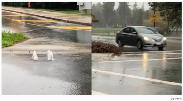 警報升級!70mm豪雨再襲大溫 恐引發山洪!多條公路20cm積雪紛飛 警報升級!70mm豪雨再襲大溫 恐引發山洪!多條公路20cm積雪紛飛