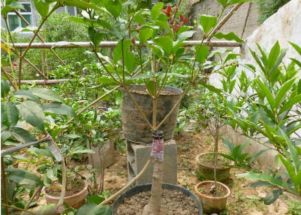 “桂花”嫁接“小葉冬青”,變成“開花機器”,200米內都香 “桂花”嫁接“小葉冬青”,變成“開花機器”,200米內都香