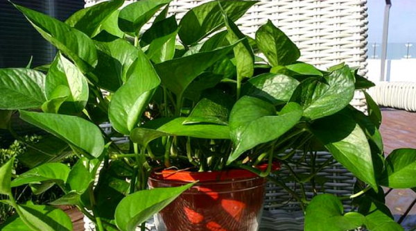 現在各種專用肥層出不窮,新手養花別盲目買,沒啥意思 現在各種專用肥層出不窮,新手養花別盲目買,沒啥意思