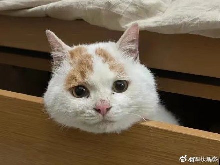 幸福來得太快!表情包委屈貓貓被領養 幸福來得太快!表情包委屈貓貓被領養