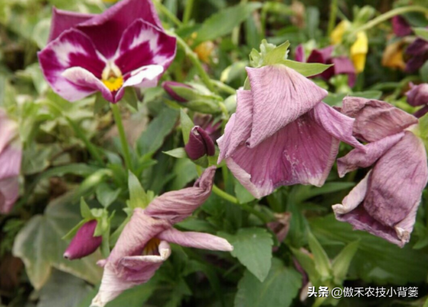 蔬菜和花卉出現萎焉現象時，為何有時越澆水萎焉越重、死苗越快？