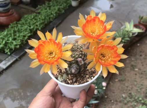 冬天買到5種花，要用小花盆養，少澆水多曬，才會長得漂亮