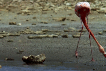 勸年輕人過年別碰砂糖橘,不然真停不下來 勸年輕人過年別碰砂糖橘,不然真停不下來