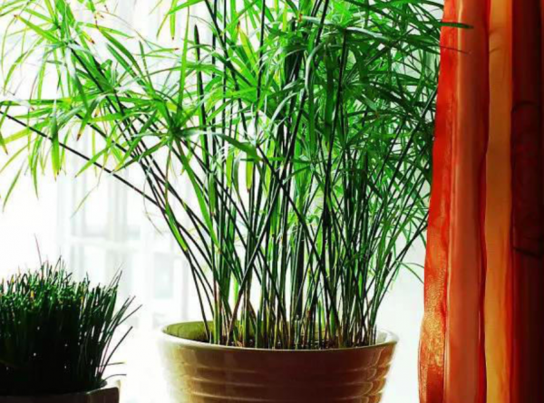 喜歡種植竹子,不用愁沒院子,將這3樣盆栽,輕鬆打造出雅緻盆景 喜歡種植竹子,不用愁沒院子,將這3樣盆栽,輕鬆打造出雅緻盆景