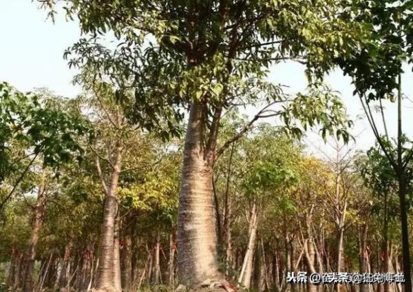 這是外國神樹?看看中國都曾引進過哪些?沒有對比就沒有傷害 這是外國神樹?看看中國都曾引進過哪些?沒有對比就沒有傷害