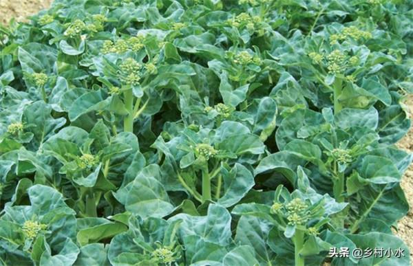 芥藍被稱為“抗癌蔬菜”，如何高產栽培？3分鐘學會