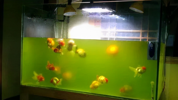如何解決魚缸水綠的問題