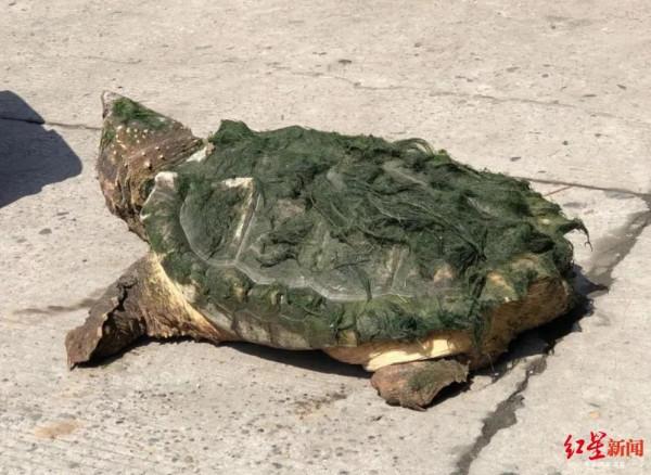 北美大鱷龜在我國多省出現,長江或已“失守”,吃貨能解決它嗎? 北美大鱷龜在我國多省出現,長江或已“失守”,吃貨能解決它嗎?