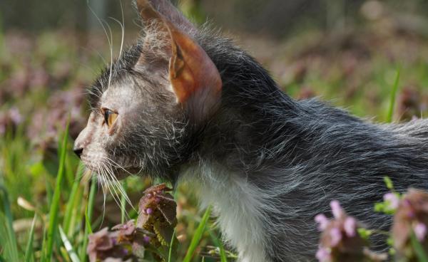 “狼貓”是什麼動物？長得像貓，性格像狗，售價上萬