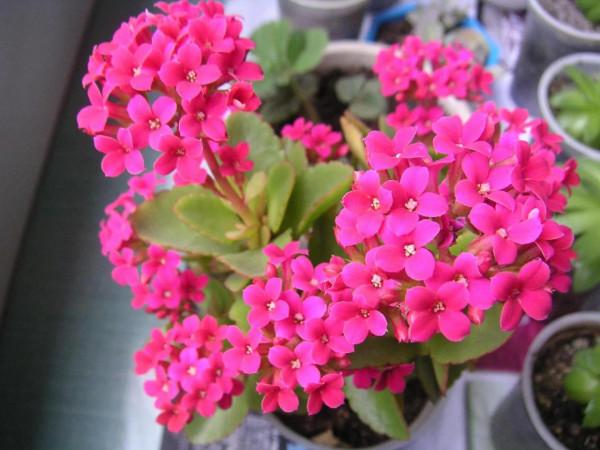 昨夜東風送小花，今朝春色樂全家