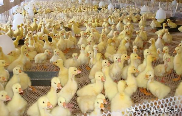 鴨鵝腳軟痛風,用這種“思仙葉”效果比喂藥還好 鴨鵝腳軟痛風,用這種“思仙葉”效果比喂藥還好