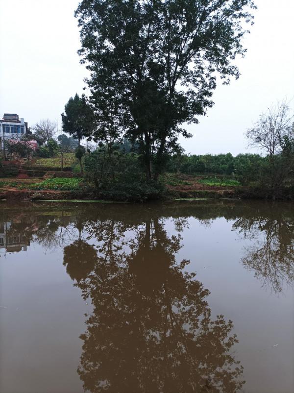 沒有大板鯽，結果被當做免費的供血泵