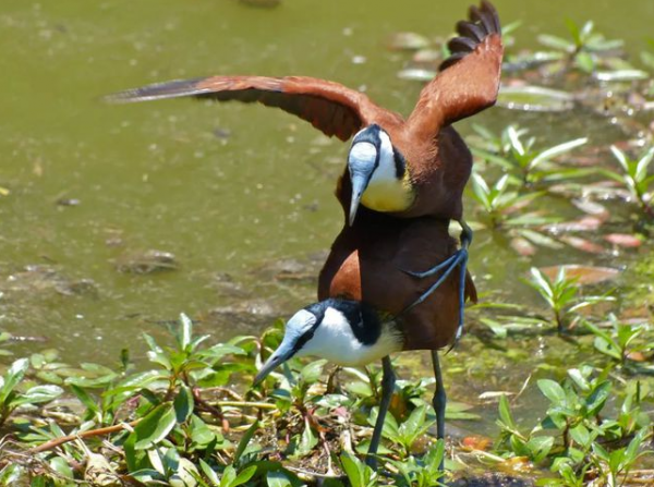 腳趾特別長的兩種動物，它們還挺有特點的，說不定你還見到過