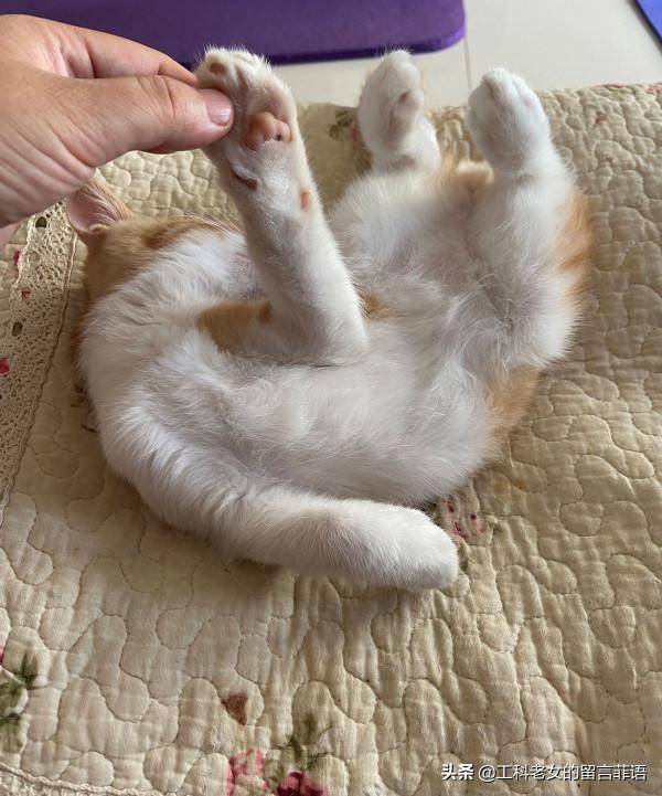 貓在可以安心睡覺的情況下,各種奇奇怪怪的睡姿就出現了 貓在可以安心睡覺的情況下,各種奇奇怪怪的睡姿就出現了