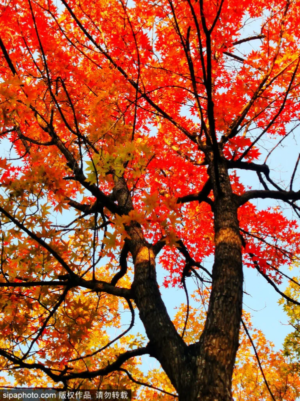 準備打卡！北京這些地方已經美成畫！最新彩葉實拍→