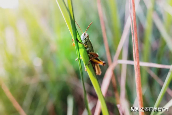 教程丨少兒美術課程《昆蟲記》