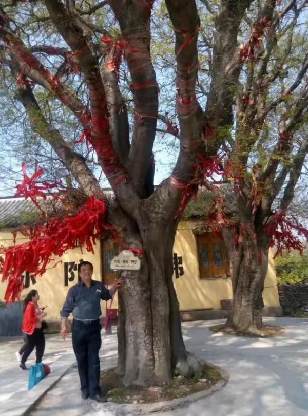 流金歲月之四:巢湖,撲朔迷離槐蔭樹 流金歲月之四:巢湖,撲朔迷離槐蔭樹