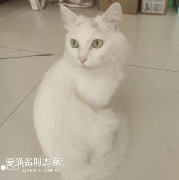 小貓&quot;捷克”