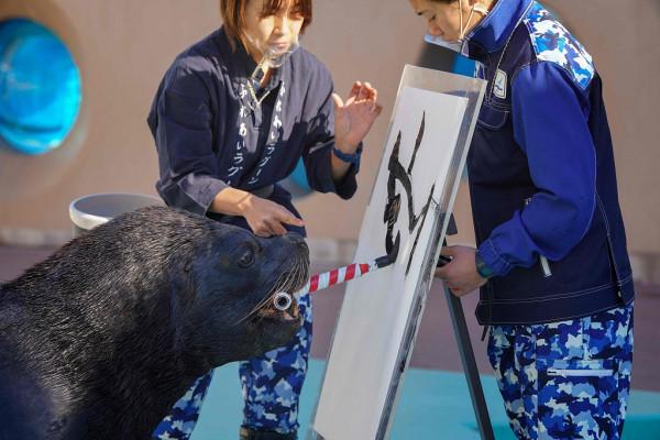 日本海獅叼筆書寫漢字“寅”迎接中國農曆虎年