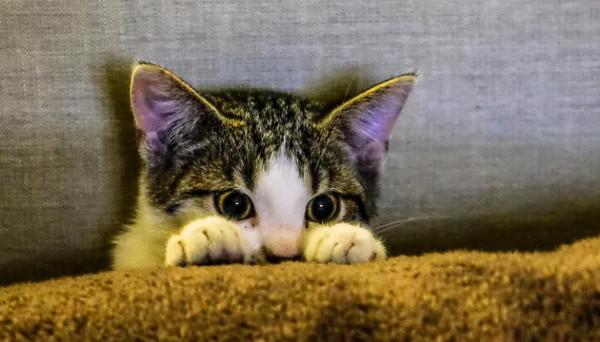 “貓是奸臣，養不熟？！”