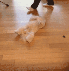 我養的不是狗,是隻502膠水 我養的不是狗,是隻502膠水