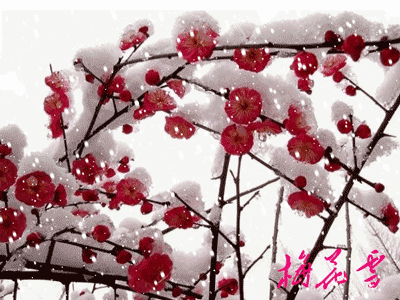 明日立冬，送你一組梅花圖，一首詩詞，願閤家團圓過暖冬