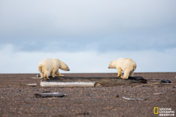 地球上觀賞野生北極熊的最佳地點
