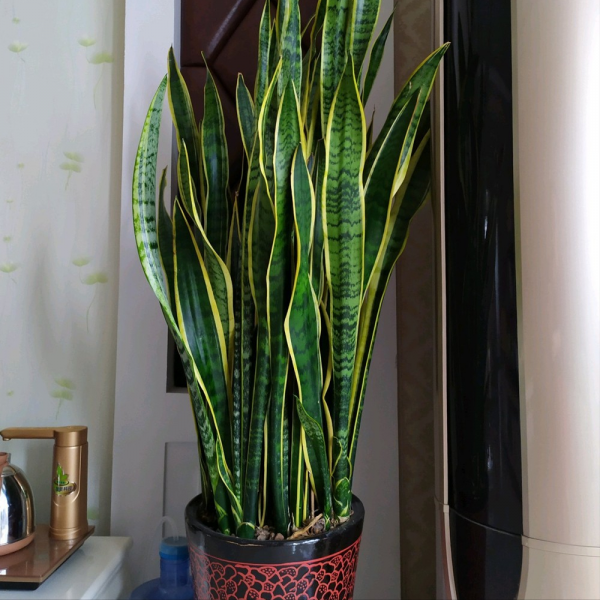 &OpenCurlyDoubleQuote;養不死&rdquo;的7種花，不用管也爆盆，輕鬆養成&OpenCurlyDoubleQuote;老花樹&rdquo;，