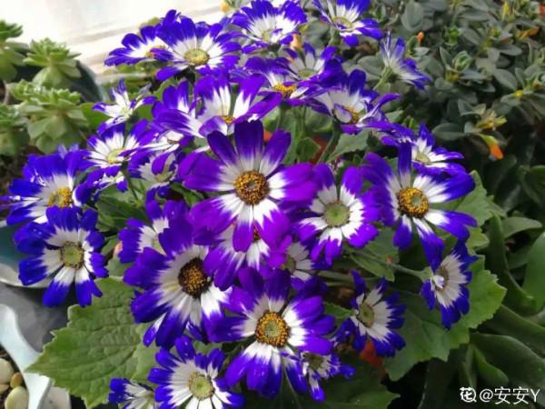 9種花是&OpenCurlyDoubleQuote;一次性&rdquo;，年前買、年後扔，不心疼錢嗎？