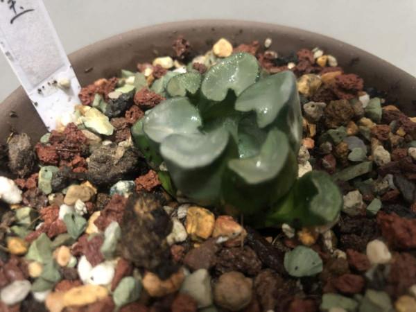 秋天養6種多肉,不愁養護,還特別容易爆盆 秋天養6種多肉,不愁養護,還特別容易爆盆