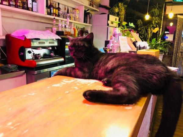 為什麼貓咖裡的貓看上去不怕人？從小的生活環境也是原因之一