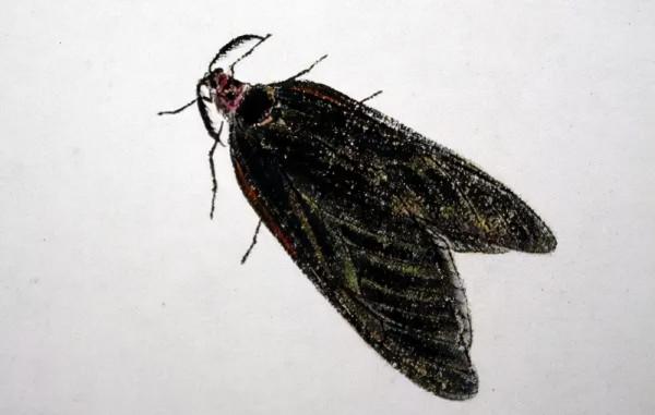 齊白石筆下的飛蟲,精細之極 齊白石筆下的飛蟲,精細之極