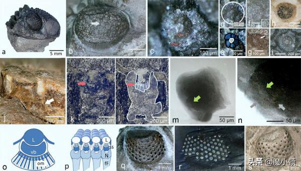 泥盆紀(鏡眼三葉蟲目)三葉蟲具有獨特的超複合眼睛 泥盆紀(鏡眼三葉蟲目)三葉蟲具有獨特的超複合眼睛