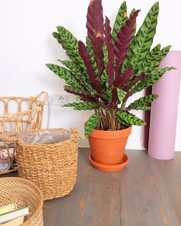 10種&OpenCurlyDoubleQuote;漂亮花&rdquo;，客廳不見光，一樣長爆盆，大氣又漂亮