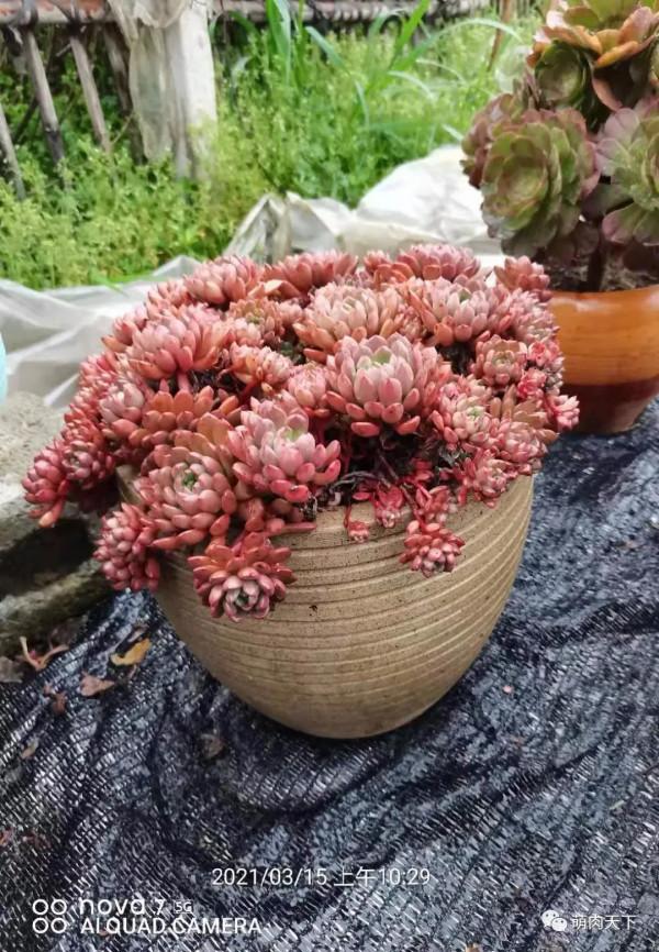 8年紅寶石--成長記錄